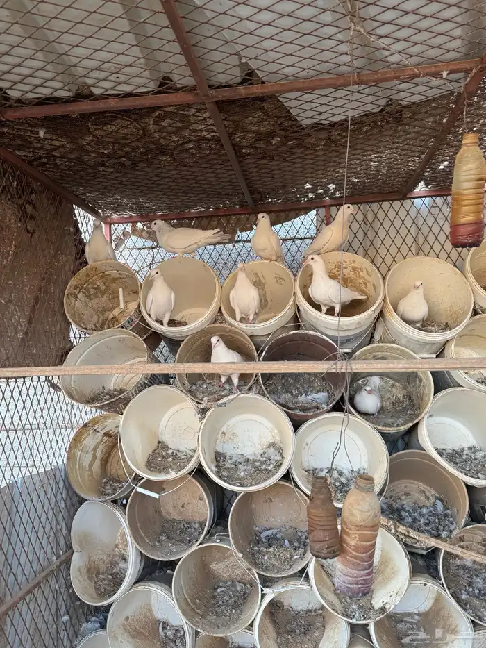 4 أجواز و فرده 4