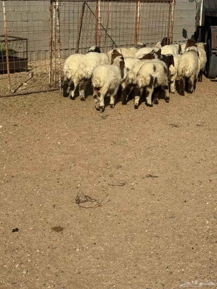 بهم تربيه نعيم عدد 22 2