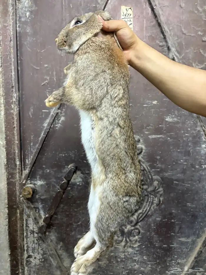 أرنب شنشلا بيور 2