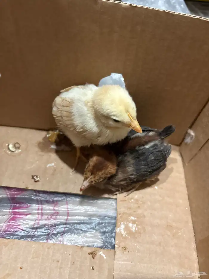 صيصان اثنين للبيع 0