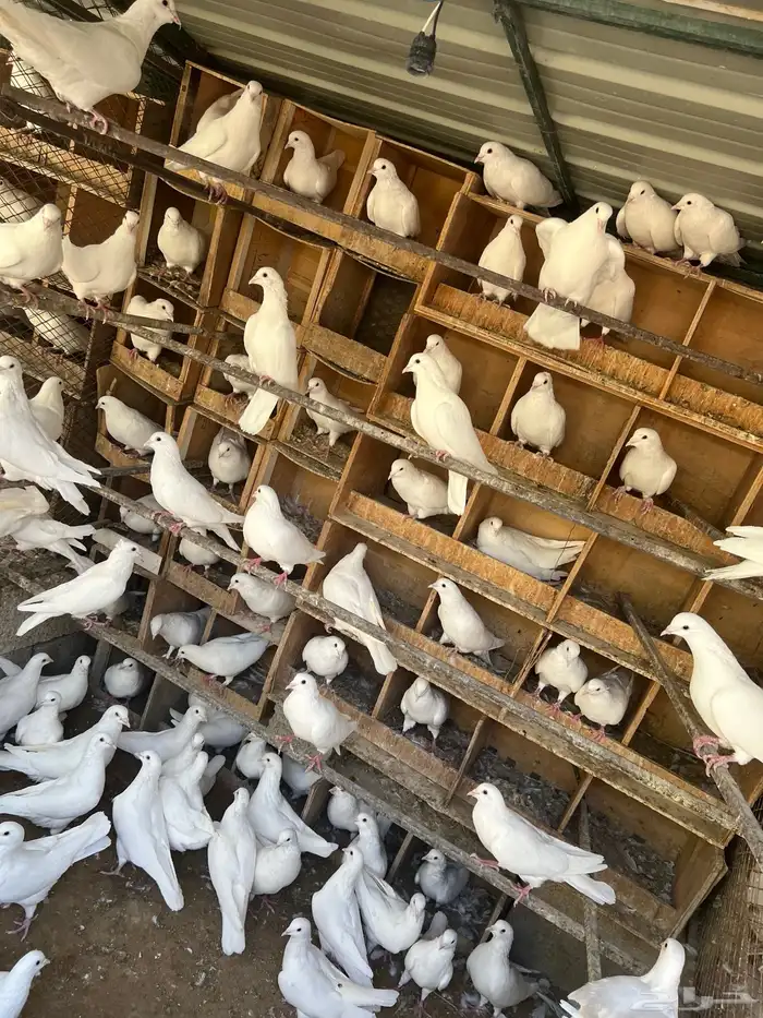 حمام فرنسي لاحم الموقع الخرج 6