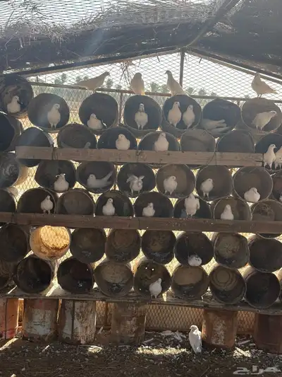 عشه هنديات من نوع الوحشيات حلوات index