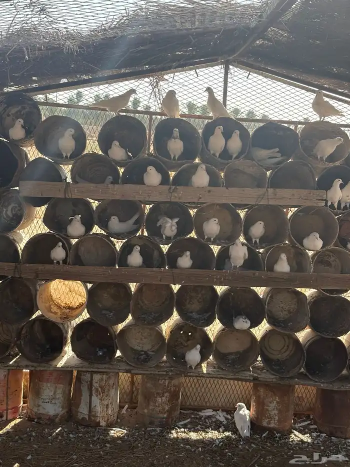 عشه هنديات من نوع الوحشيات حلوات 0