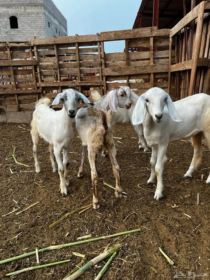 جفار وتيس للبيع 4