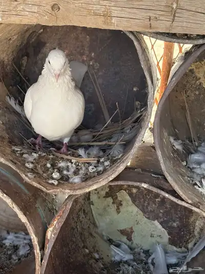 عشه هنديات من نوع الوحشيات حلوات index