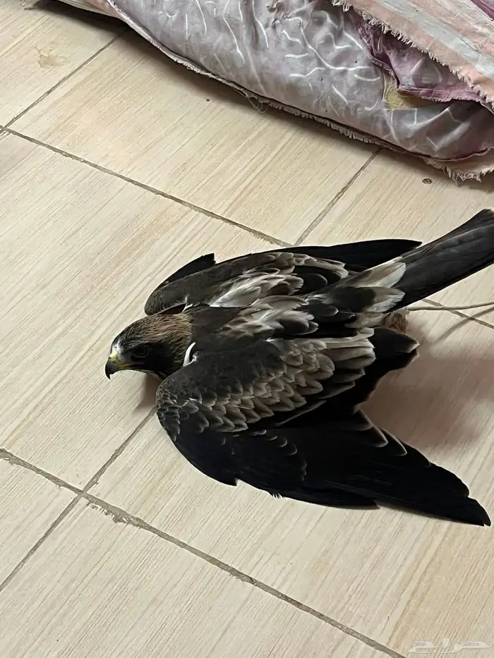 أهل الخبرة وش نوع هذا الطير 3