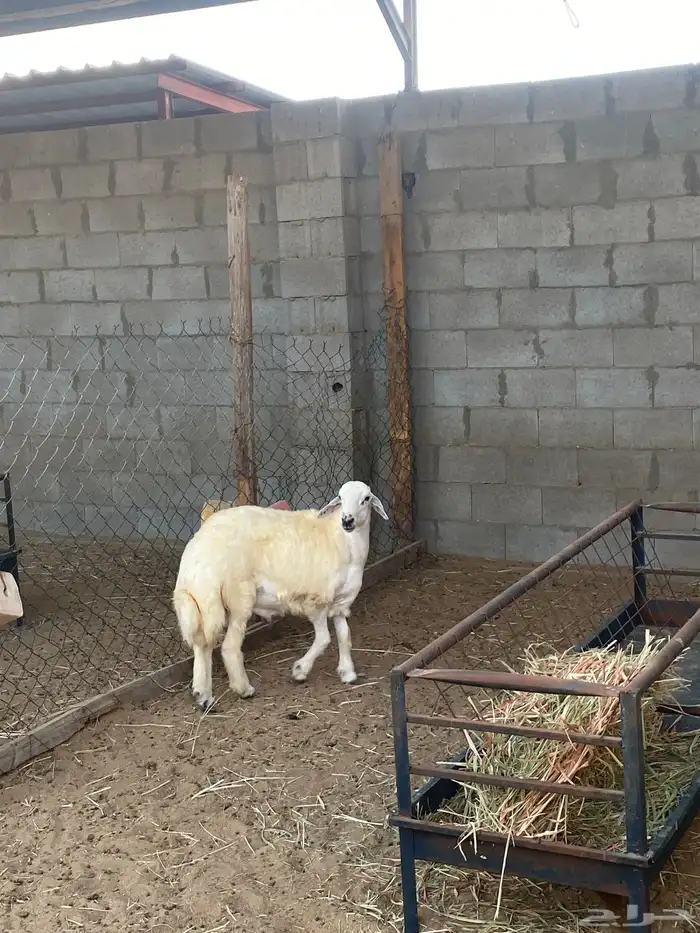 خروف سته اشهور يزيد ينقص فل الفل ظهر وجنب وطرف 2