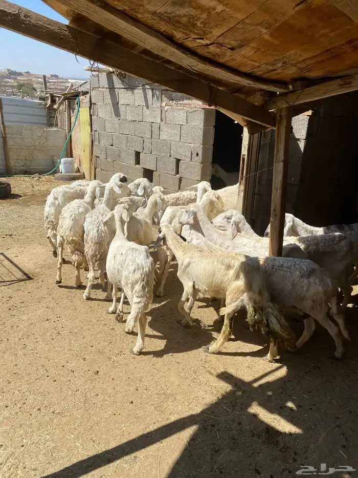 24 شاه غنم مسراح 8