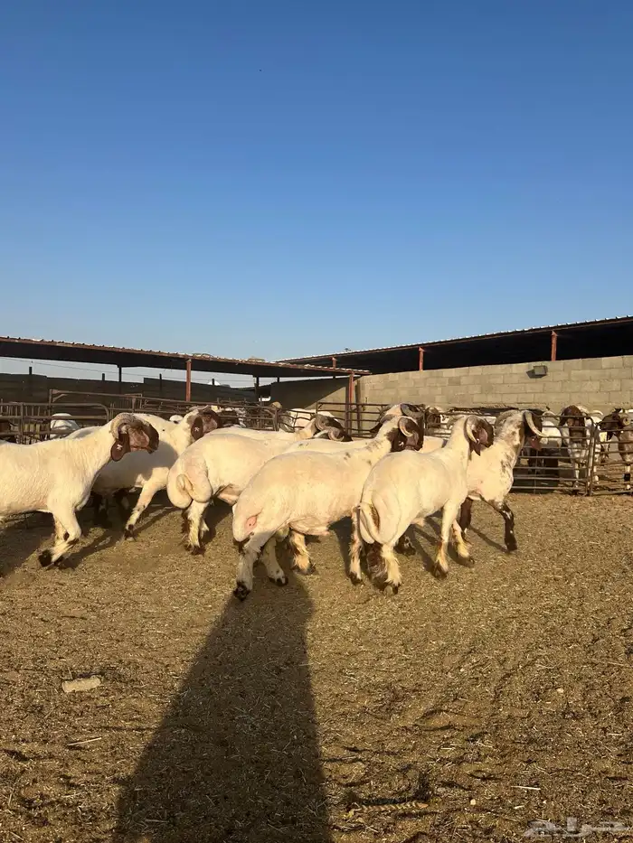 جذعان أنعينم صنف اللبييع 6