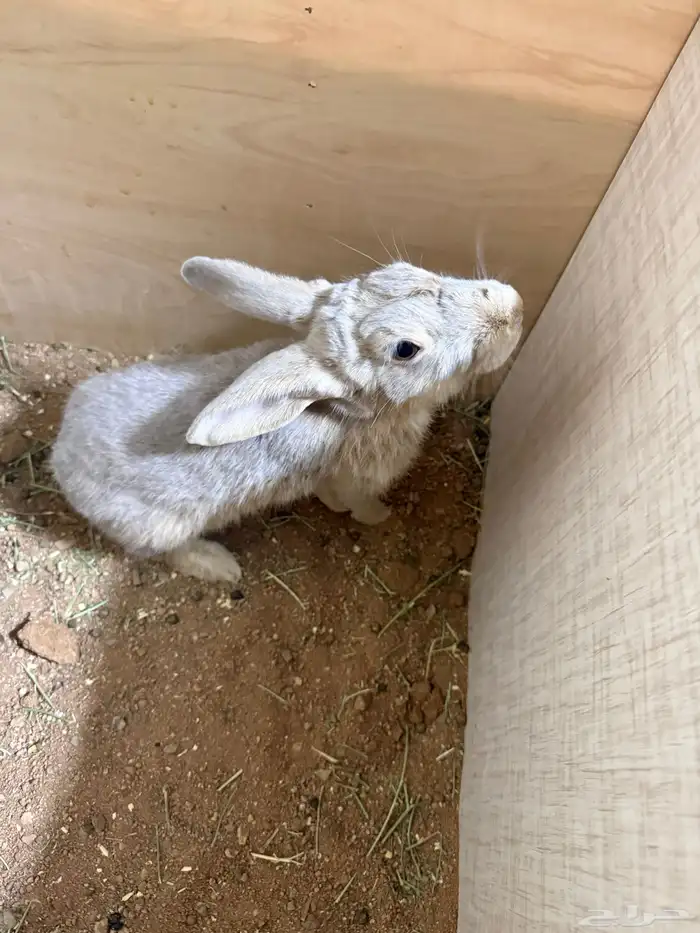 ارانب بلدي ذكور 1