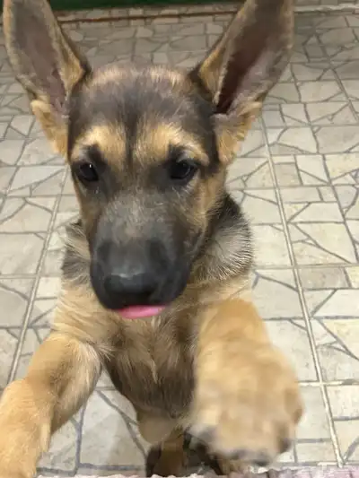 كلب جيرمن صغير index