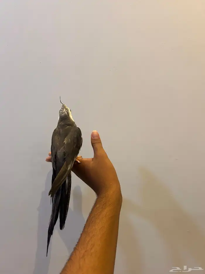 كروان هولندي 1