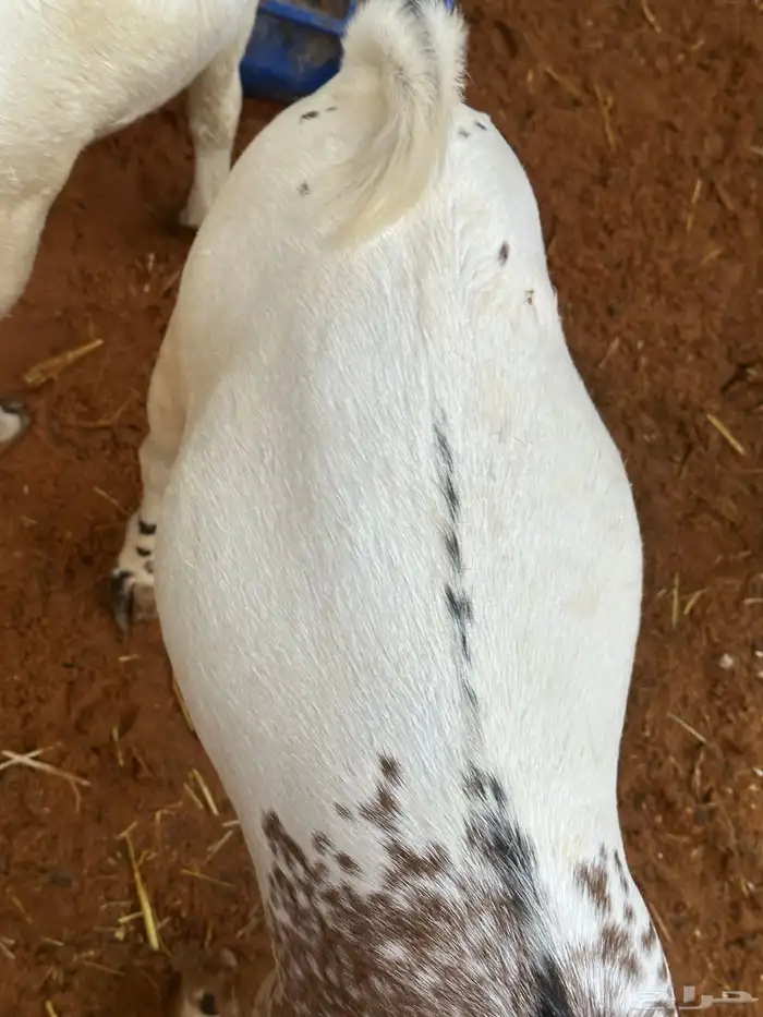 سواكن عدد 17 49