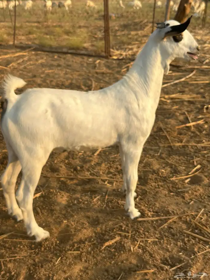 مشروع فحل بيشي صنف الصنف 3