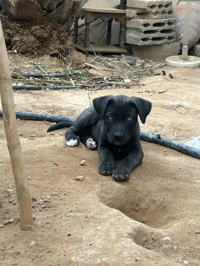 جرو بيتبول index