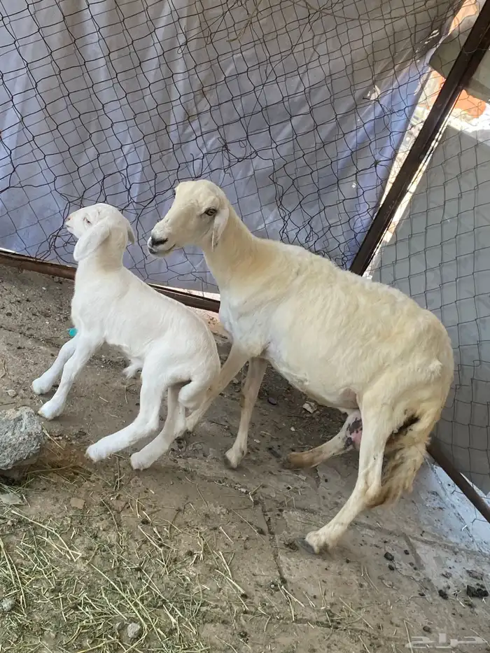 نعجه منتوجه 4