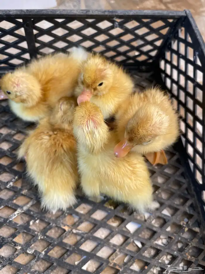 صوص بط بكين 0