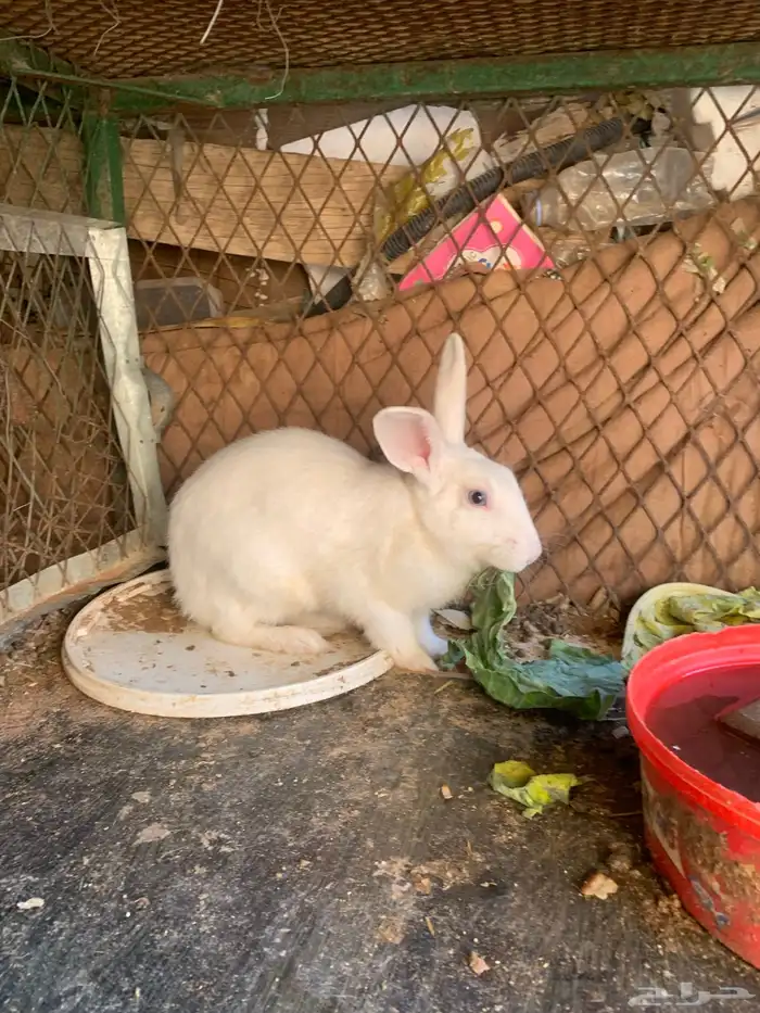 ارنب ذكر 1