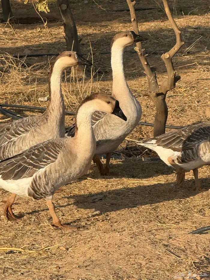 وز عراقي (توصيل مجاني داخل البكيرية ) 7