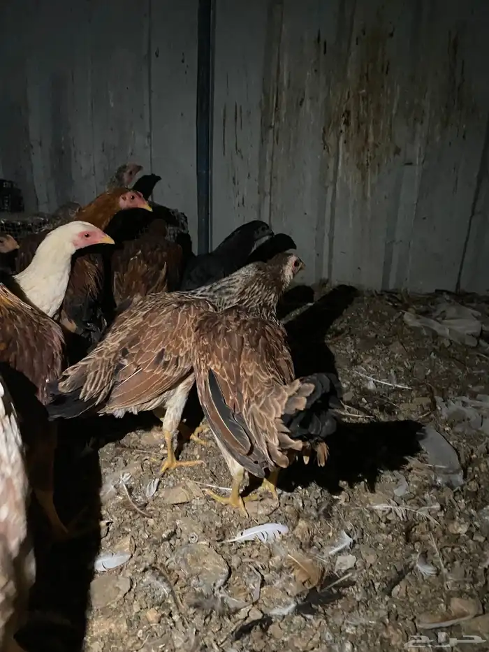 تم البيع الله يبارك 8