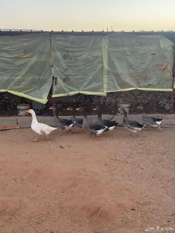 رومي كذالك وز للبيع 0