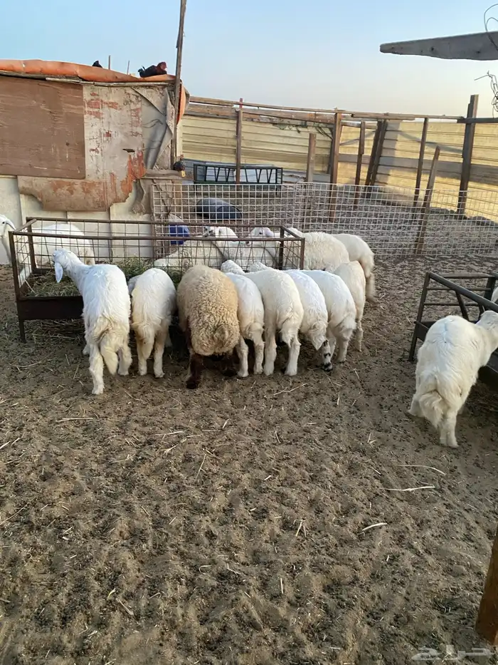 ذبايح بريه هرافي وجذعان 2