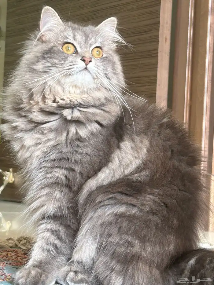 قط هملايا للتبني 0