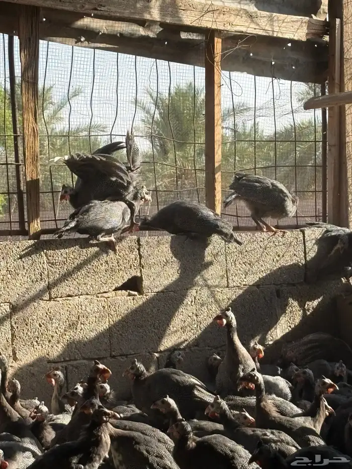 دجاج حبشي بشاير قريب البيض العمر خمس شهور 9