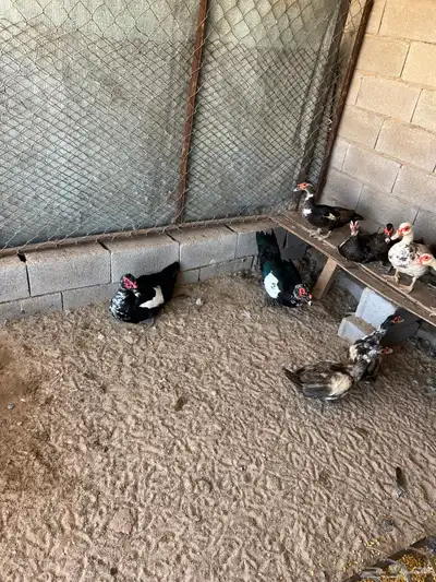 للبيع بط مصري index