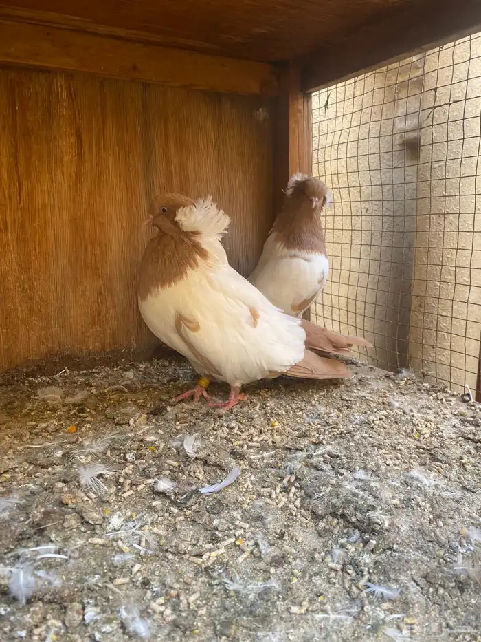 جوز سوداني 0