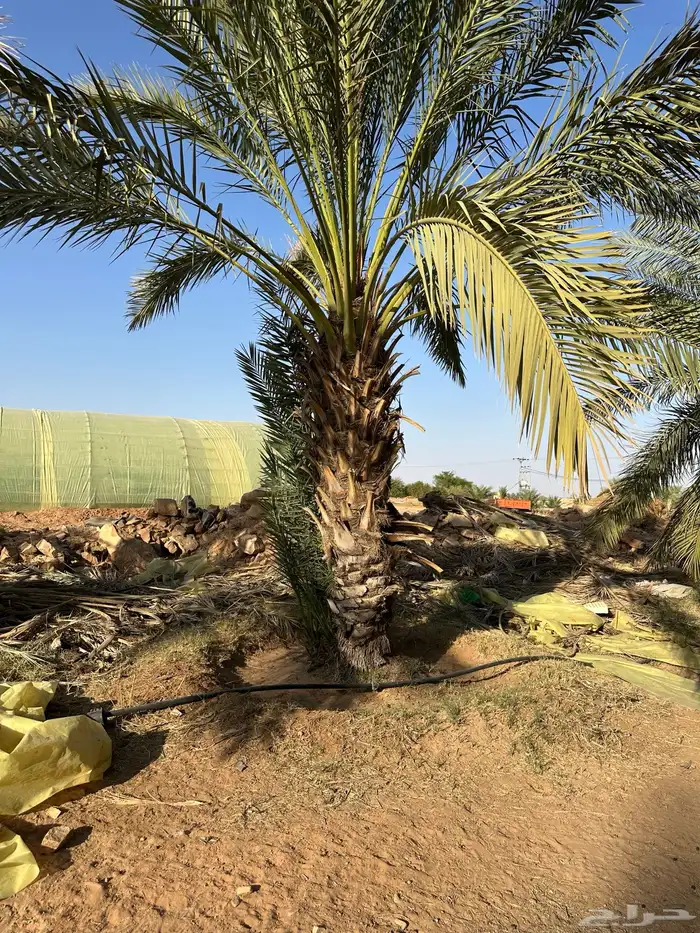 جثايث نخل 1
