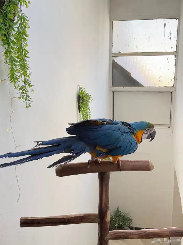 ببغاء مكاو اليف ولعوب ومتكلم عمر 10 شهور 4