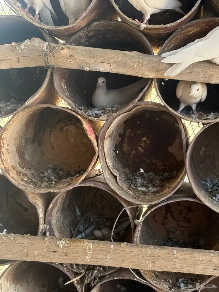 عشه هنديات من نوع الوحشيات حلوات 12