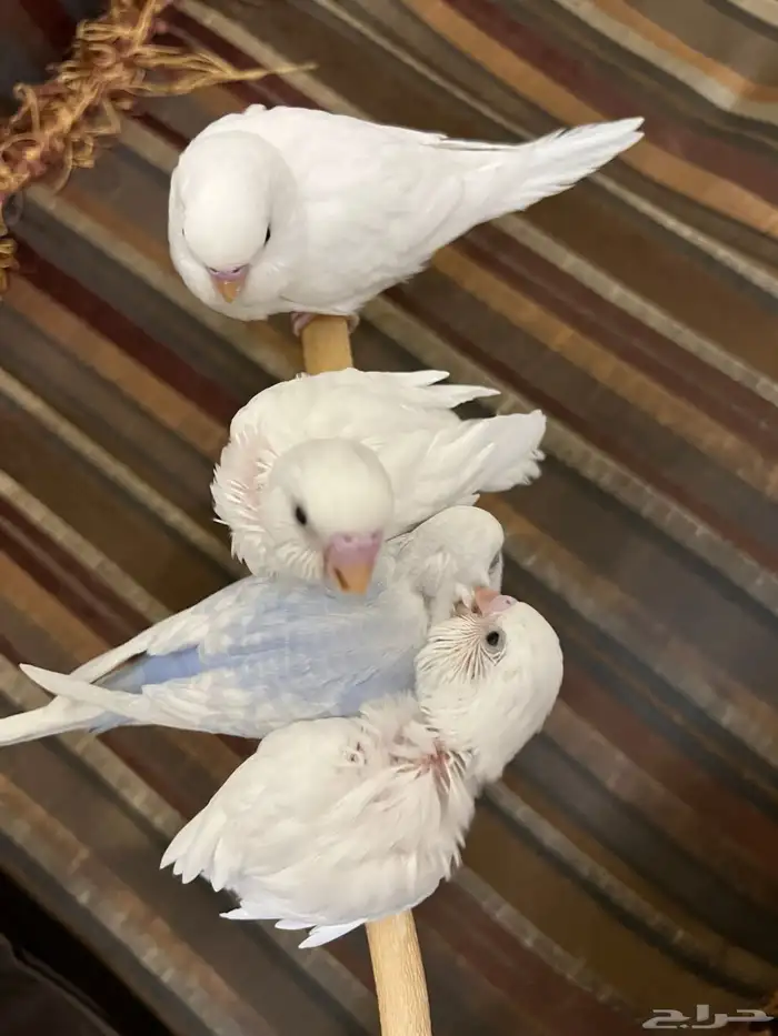 فروخ بادجي للبيع 4