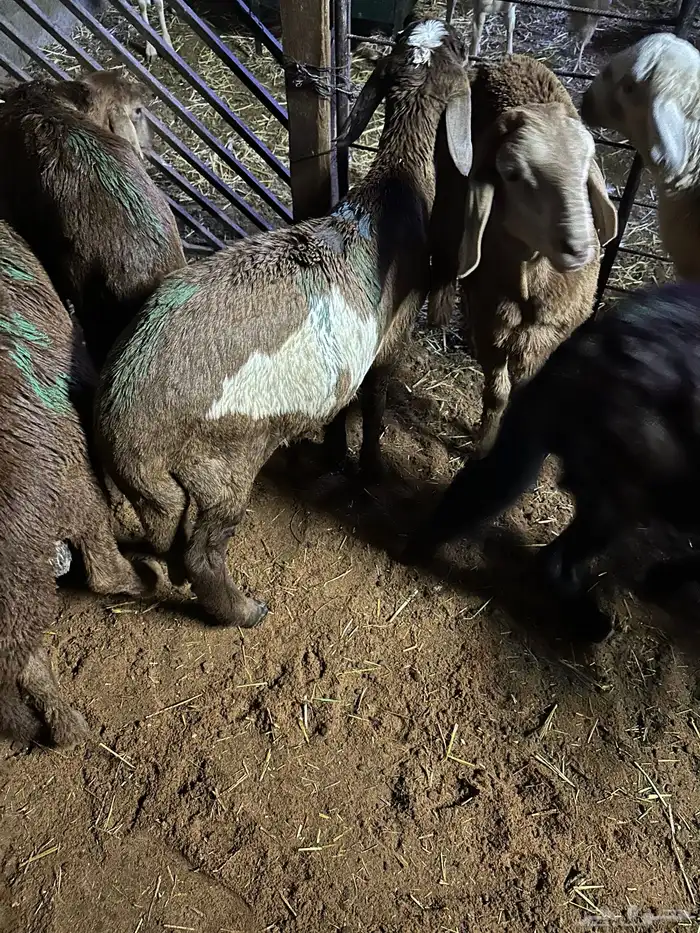 سواكن عدد 17 56