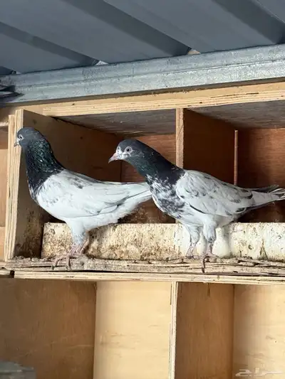 للبيع جوز تيدي طيار توه مكمل index