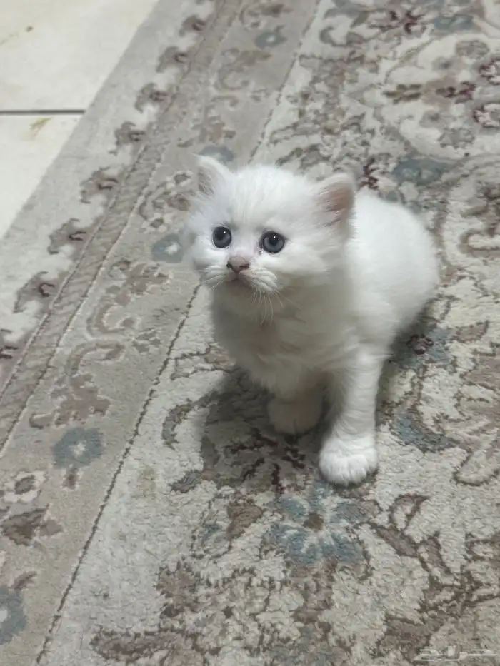 قط كيتن شيرازي هملايا 2