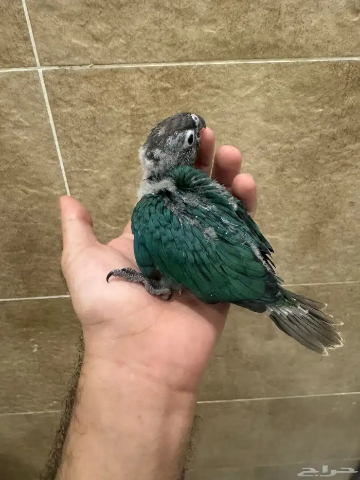 فرخ كنيور بلو شيك بسعر مغري 1