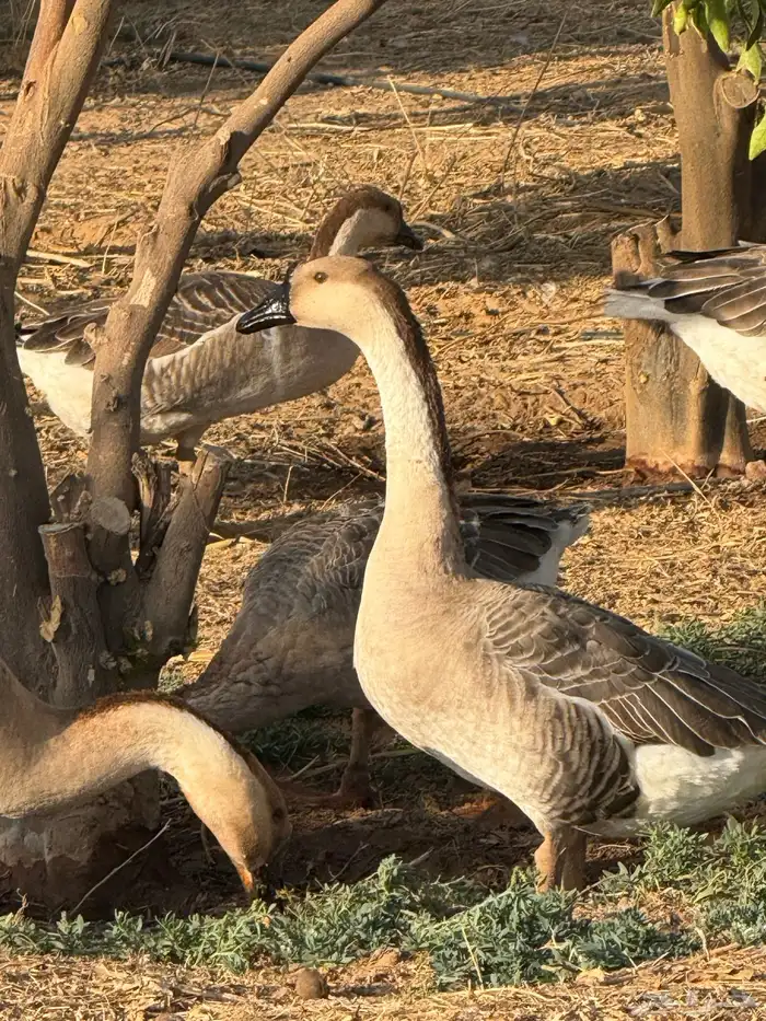 وز عراقي (توصيل مجاني داخل البكيرية ) 8