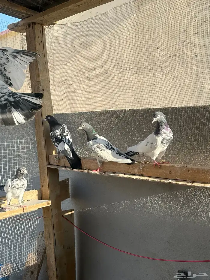 حمام للبيع 17