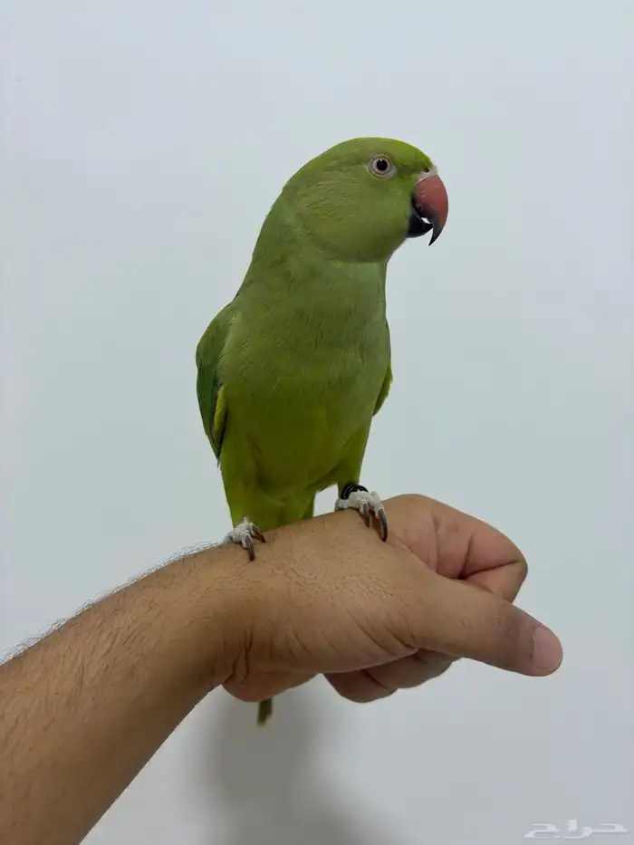 انثى ببغاء الدرة متكلمة 2