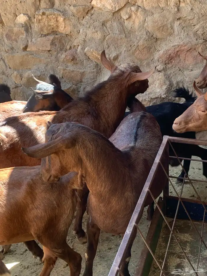 معزا جنوبيه مراح طيبه كلها من الجدعه الى السديدس تحتها تسعه 27