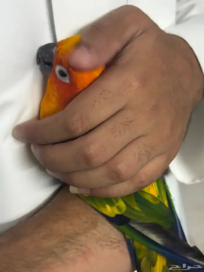 صن كنيور أليف الشامسي 1