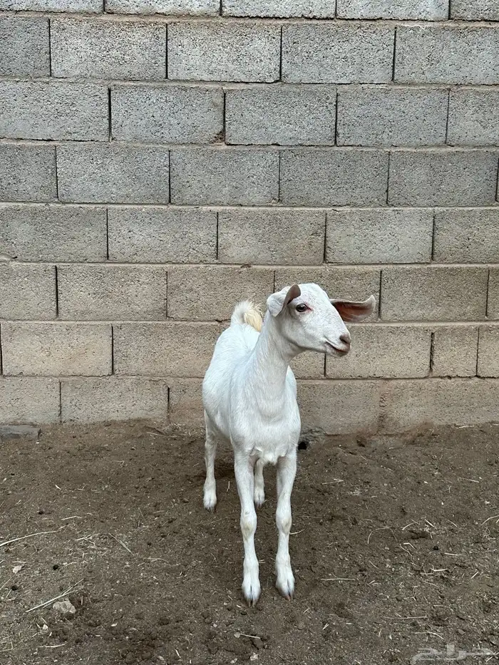 عناق فل شحم او مقنى 4