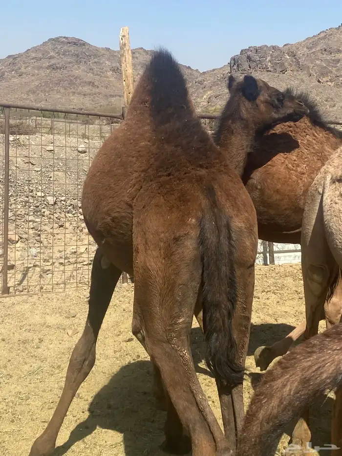 بكره مفروده طيبه تم البيع 0