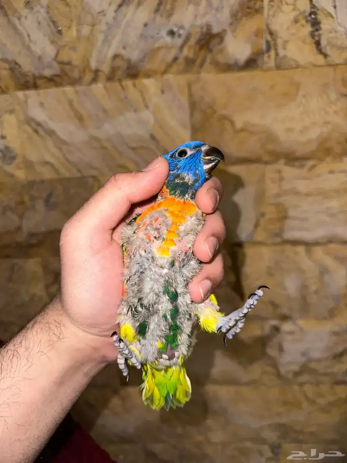 فرخ لوري تم البيع 7