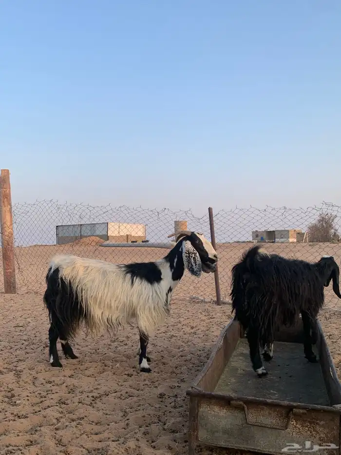 معزاء مصريات دفيع وليد حليب 7