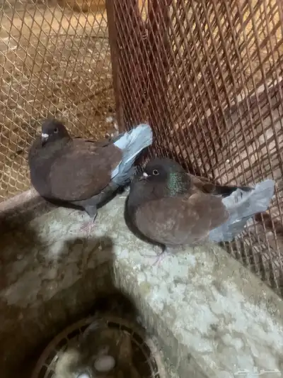 حمام كنق ابيض بعياله حمام كنق بني بعياله index