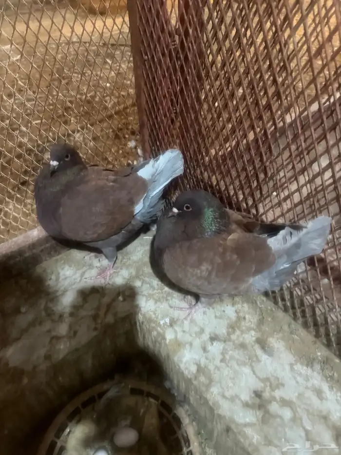 حمام كنق ابيض بعياله حمام كنق بني بعياله 3