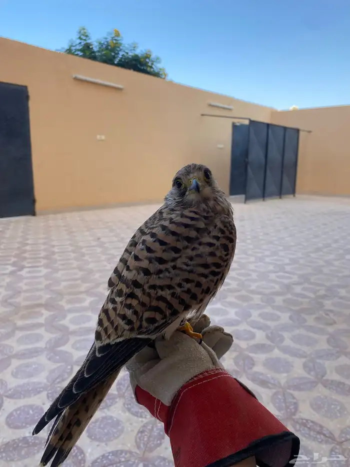 باشق 2